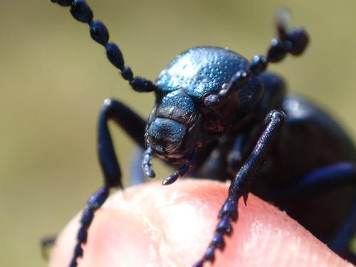 Meloe violaceus
